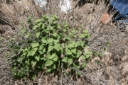 brickellbush (Brickellia sp.)